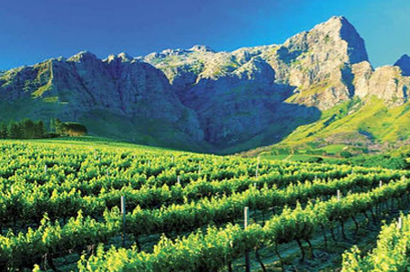 Cape-Town-Wine-Tour-SA