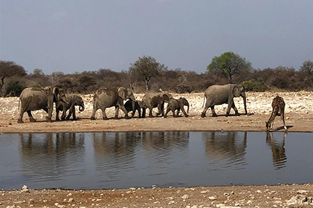 Waterhole-elephants-and-giraffe-safari